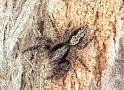 Clynotis_severus_F1664_Z_85_Mt Birangeli state park_Australie
